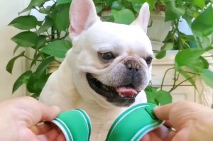 法斗的运动时长和健康（一天需要运动多久才适合法斗犬？）