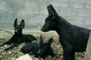 宠物黑狼犬为何突然不吃饭？（原因分析与解决方案）