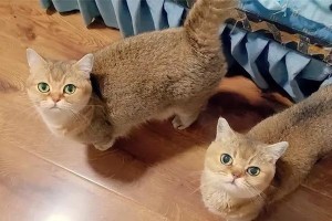 猫为什么喜欢吃鸡胸？（揭开猫咪对鸡胸的钟爱之谜）