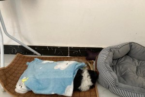 满月的狗细小症状揭秘（探究满月时狗细小的常见症状及应对方法）