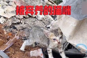 猫咪为什么咬自己的奶？（探究猫咪咬自己奶的行为原因及可能影响）
