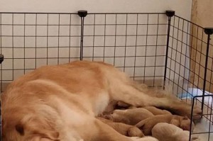 金毛犬价格报价大全（纯种金毛犬的市场价格及影响因素分析）