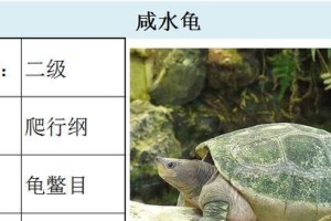 亚洲山龟饲养指南（了解这些，让你的亚洲山龟健康长寿）