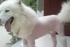 狗狗为何会啃自己的毛？（探究啃毛行为的原因及解决方法）