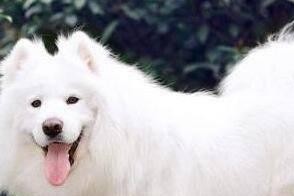 萌犬翻肠子，你需要知道的！（以萨摩耶几个月翻肠子为例，探究如何预防和处理狗狗翻肠子问题）