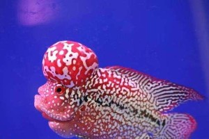 罗汉鱼的饲养全攻略（打造完美的罗汉鱼家庭水族箱）