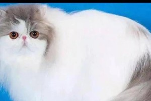 波斯猫的魅力和养育困难（为什么越来越少人养波斯猫？养波斯猫需要注意的问题）