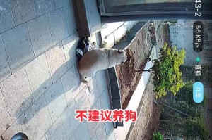 为什么狗狗喜欢咬鞋子？（探究狗狗咬鞋子的原因和解决方法）