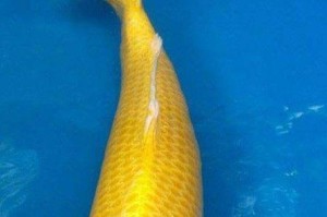 以黄金战狗为主题的文章（揭开黄金战狗的神秘面纱）