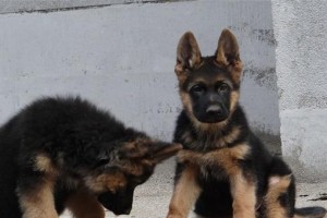 如何为养德国牧羊犬常备清水？（以宠物为主，保障健康生活）