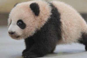 幼犬成长的冷知识（了解幼犬的生长阶段与母犬分离的合适时间点）