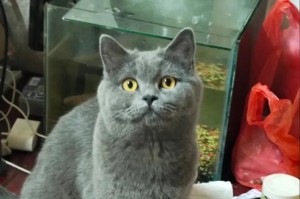 猫咪挑食问题（解决猫咪挑食问题的实用建议）