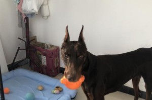 杜宾幼犬日常管理全攻略（从喂养到训练，教你如何打理杜宾幼犬）