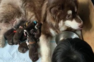 世界上最大的泰迪犬（探秘这个身材庞大的可爱狗狗）