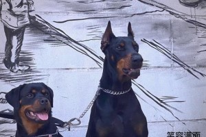养罗威纳犬的6大坏处（了解罗威纳犬饲养中的问题及注意事项）