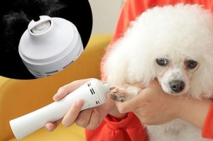 如何给泰迪犬正确剪趾甲