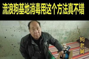 流浪狗消毒方法与措施（保护社会安全与人畜健康）