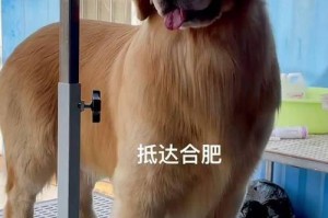 打比赛的金毛犬——活力四溢的运动宠物（揭秘金毛犬在比赛中的独特魅力）