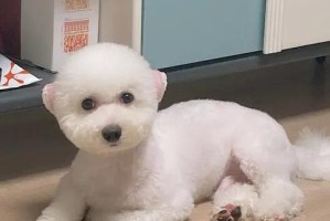 如何进行比熊犬的基本训练？（掌握这些技巧，让你的比熊犬成为完美宠物！）