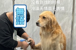 两个月金毛饮食异常引发的症状及应对方法（了解金毛狗狗饮食问题，守护它的健康）