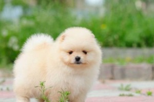 如何科学饲养博美犬（从饮食、运动到健康，让你的爱宠更健康快乐）