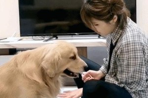 金毛犬指甲剪修指南（了解合适的时间和正确的方法，为你的金毛剪指甲）