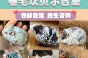 仓鼠交配（一线仓鼠繁殖技巧与注意事项，你需要了解的关键信息）