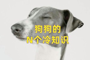 揭秘狗狗爪子的冷知识（了解狗狗爪子的奥秘，留心关键细节）