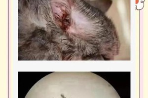 猫疥螨传染人的症状与预防措施（猫疥螨如何传染给人类以及其相关症状）