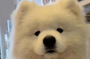 萨摩耶快速壮实的饮食方法（科学喂养让萨摩耶健康成长）