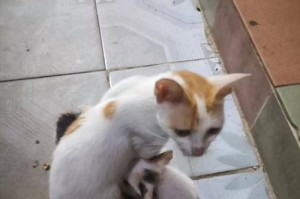 小猫离开母猫的最佳时机（母猫抚养小猫的时间和过程详解）