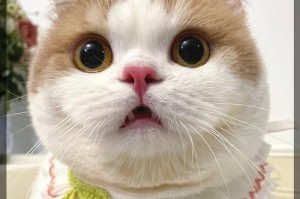 猫咪的跳声之谜（解读猫咪的跳声与行为之间的联系）