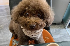 狗的成长需要科学饮食（以狗一般小时候吃什么为主题的探讨）