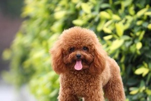 贵宾犬的多样性与价格（探索贵宾犬的品种和价格趋势）