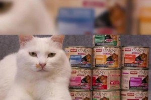 如何选择适合猫咪的罐头？（德国罐头开罐测评）
