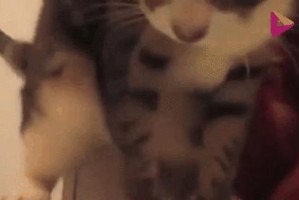 龙猫洗澡的正确方法（探讨龙猫洗澡的必要性与步骤）