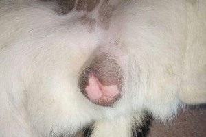 母犬例假周期及持续时间的常见情况（母犬例假周期和持续时间与健康关系的重要性）