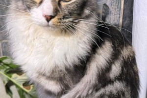 邻家小猫的时尚喜好（探索小猫最喜欢的装扮和风格）