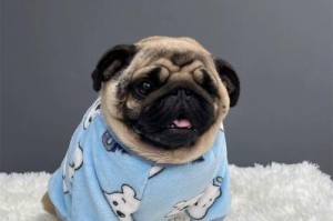 斗牛犬肥胖问题解决方法（了解斗牛犬的食物需求，帮助其增加体重）