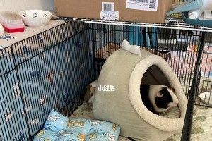 给荷兰猪选择适合的音乐（通过音乐来提高荷兰猪的生活质量和幸福感）
