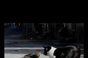 猫与狗的不和谐共处之争（为什么猫和狗总是打架？解析猫狗之间的矛盾）