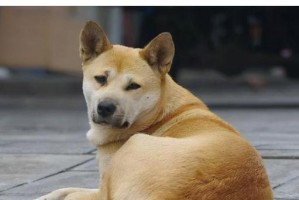 大丹犬的饲养全指南（了解大丹犬的特性，养出优秀的宠物伴侣）