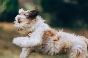 如何饲养健康快乐的苏格兰梗（从喂养到训练，全方位关注你的苏格兰梗）