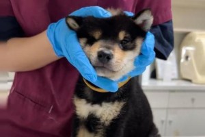 狗狗打针（狗狗接种疫苗后的反应及应对措施）