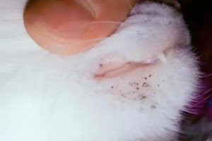 猫鼻子毛囊炎（了解猫鼻子毛囊炎的关键知识）