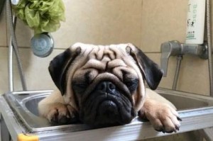 以巴哥犬洗澡频率探析（一周洗澡一次，）