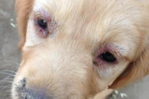 了解狗狗犬瘟的症状，保护你的宠物健康（详解狗狗犬瘟的常见症状及应对措施）