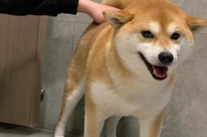 柴犬与狐狸的相似之处（探索柴犬长得像狐狸的原因）