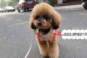泰迪毛长长需要多长时间？（探讨泰迪毛发生长周期及影响因素）