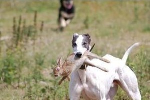 幼犬的正常体温及与成年犬的比较（幼犬体温的变化和重要性）